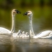 Family of Trumpeter Swans 