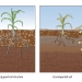 Diagram showing the difference in composition of compacted soil versus uncompacted soil