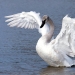 Trumpeter Swan spreading its wings