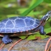 An adult painted turtle 