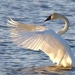 Swan over water