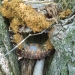 fairy house covered in bark and moss in a tree 