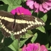 Butterfly summer