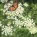 Queen Anne’s Lace and Butterfly 