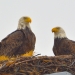 Eagles take an osprey nest.