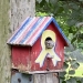 Toad squats in bird house