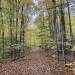 Leaf covered path 