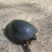 Turtle mostly black with a little red striping visible on leg