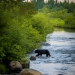 Bear crossing river in Reynoldston
