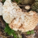 Slugs feasting on a mushroom