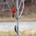 Cardinal and Woodpecker