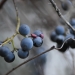 Bundle of blue berries on a branch