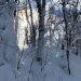 Sun shining through snow covered trees!