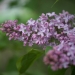 Lilac flowers blooming