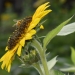Honey Bee collecting pollen from a sunflower