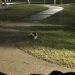Skunk roaming around SLU campus