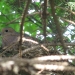 Mother Dove's Nest