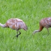 Sandhill Cranes near Wilson Hill Wildlife Management Area