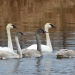 Five Trumpeter Swans on the Grasse River