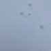 Saw some tracks on the St. Lawrence University campus today. Not sure what they were, maybe a raccoon?