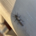 A small stonefly - dark brown/black with obvious wing veins and long antennae