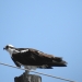 Osprey perched on a power line