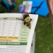 Black and yellow bee looking fly on a piece of paper