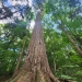 Big pine in wanakena