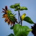 This American Goldfinch posed for me on this red sunflower in my garden