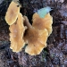 Orangish fungi growing on the dark, damp bark of a tree