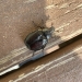 Big brown beetle on brown porch 