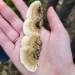 white and brown fungi in hand