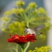 Ruby Throated Hummingbird sipping nectar cherry queen zinnia with dill flower in the background. 