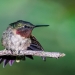 Ruby throated hummingbird posing in apple tree