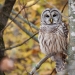 Barred Owl in our backyard on Black Lake