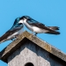 Tree Swallow pair on nest box 
