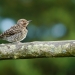 Flicker fledgling on garden fence 