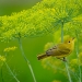 Yellow Warbler in dill 