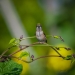 Ruby throated hummingbird staring straight into my lens while perched on blauhilde bean vine