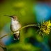 Ruby throated hummingbird on dew covered sunflower 