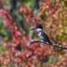 Belted Kingfisher on Black Lake with autumn leaves