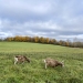 Two goats in a grassy field with fall trees in the distance under a cloudy sky.