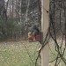 A grey squirrel sits in a miniature wooden recliner and eats corn off of the foot rest.
