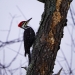 Pileated Woodpecker working on a dying tree near Black Lake
