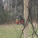 A squirrel sits at a feeder.