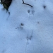 Mouse tracks in the snow