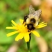 A bee is busy pollinating a yellow flower.