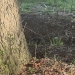 A groundhog peeks out of its den in the shadow of a tree.