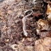 A close up photo of a red-backed salamander in the dirt