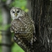 Barred Owl